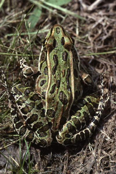 Northern leopard frog (Lithobates pipiens). Northern leopard frog (Lithobates pipiens). Credit: Jack Ray